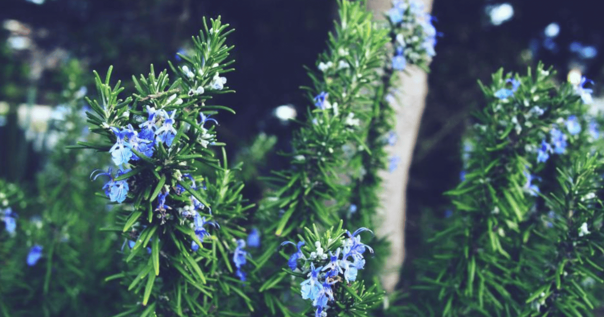 Piante da non mettere vicino al rosmarino: la guida completa per evitare errori in giardino